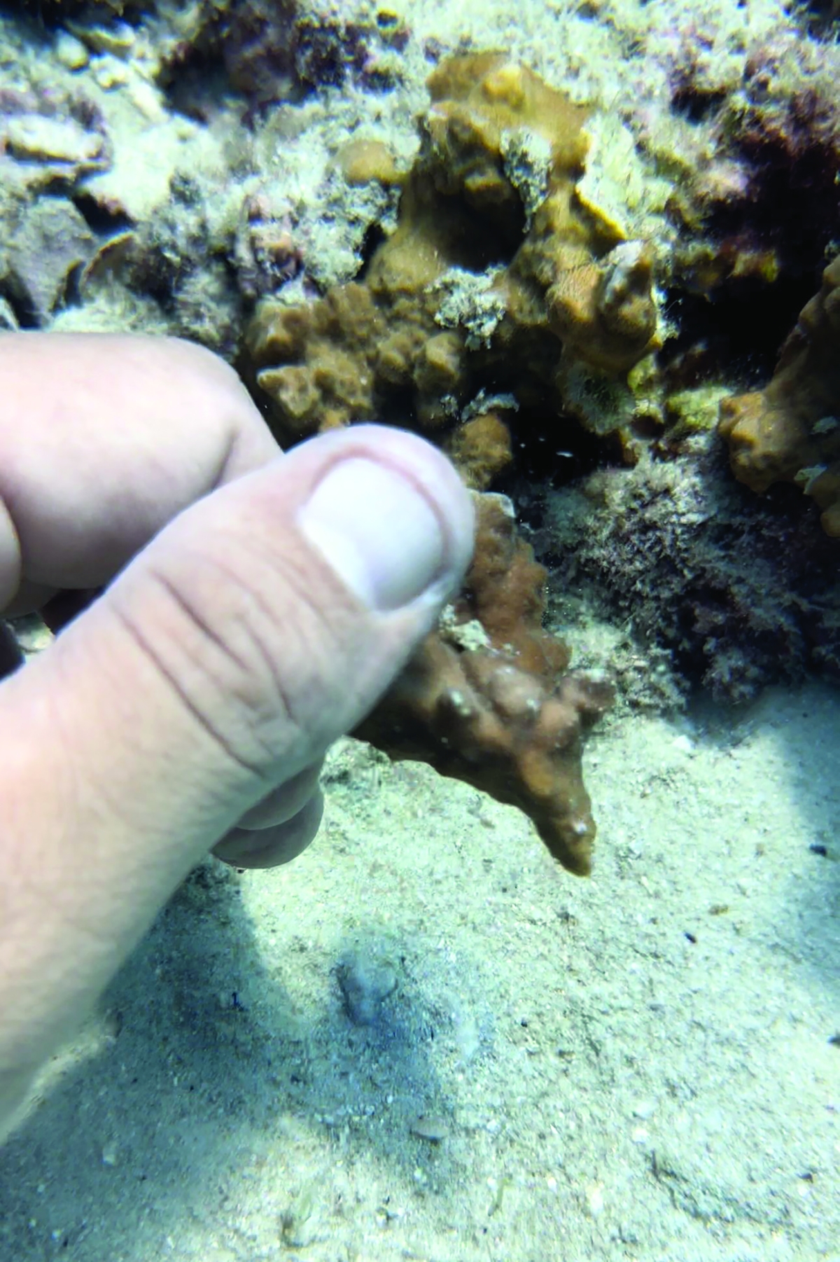 الشعاب المرجانية تحمي الجزيرة من التآكل 