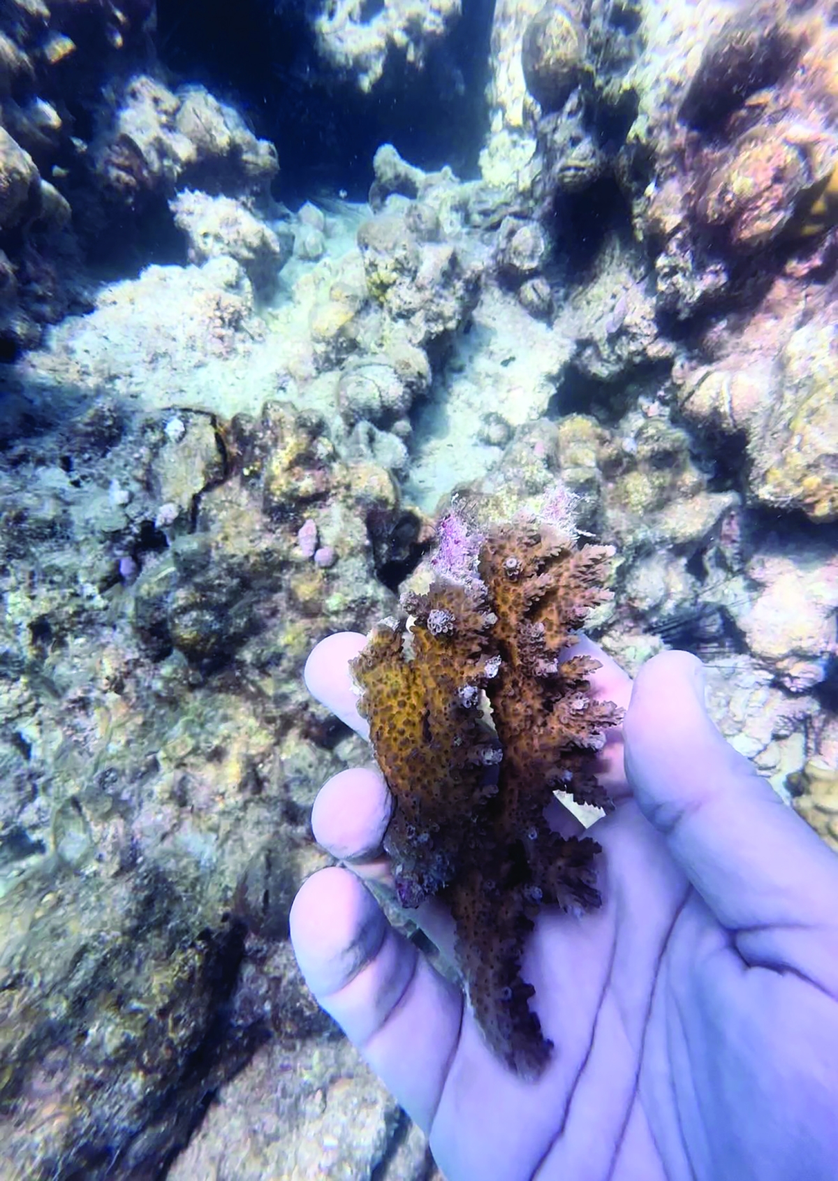 بيانات علمية تشير إلى دور الشعاب المرجانية في حماية الطحالب التي تنتج أكثر من 50 في المئة من الأكسجين عالمياً 