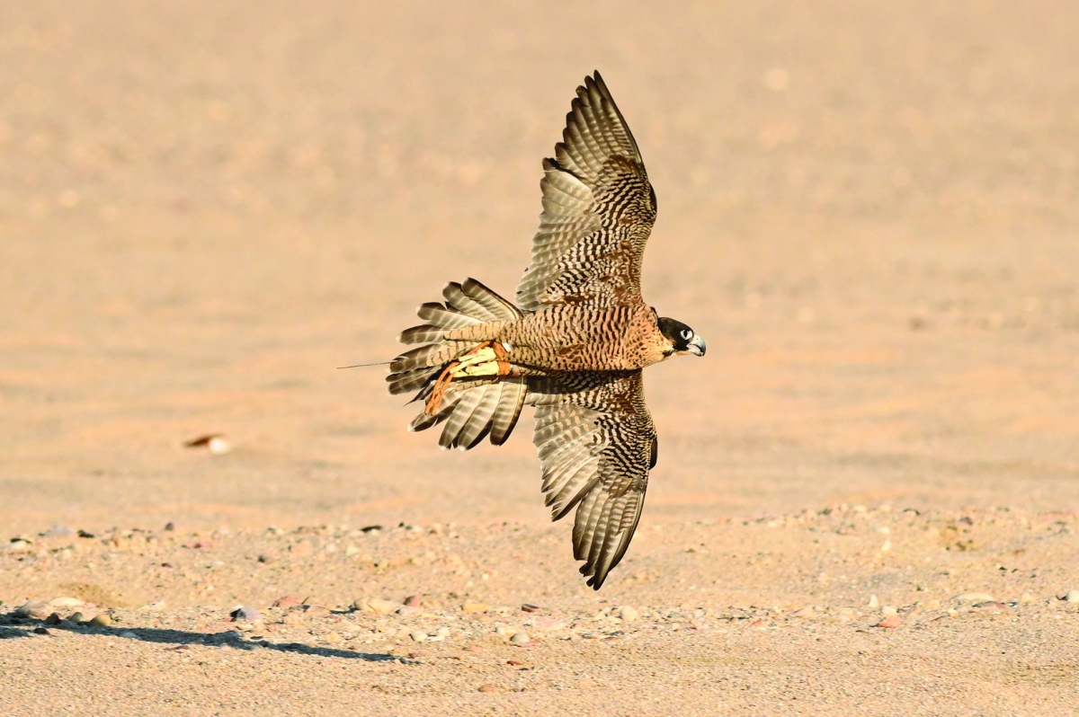 


المنصة الإلكترونية سهّلت عملية استخراج جوازات السفر للصقور 