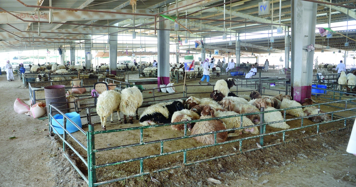 وفرة الأضاحي تُحافظ على الأسعار في المُتناول