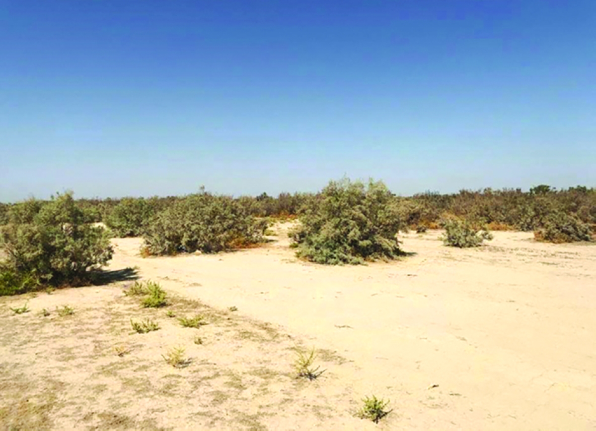 توصيات بزراعة الأراضي المتدهورة بالنباتات الفطرية لتثبيت التربة