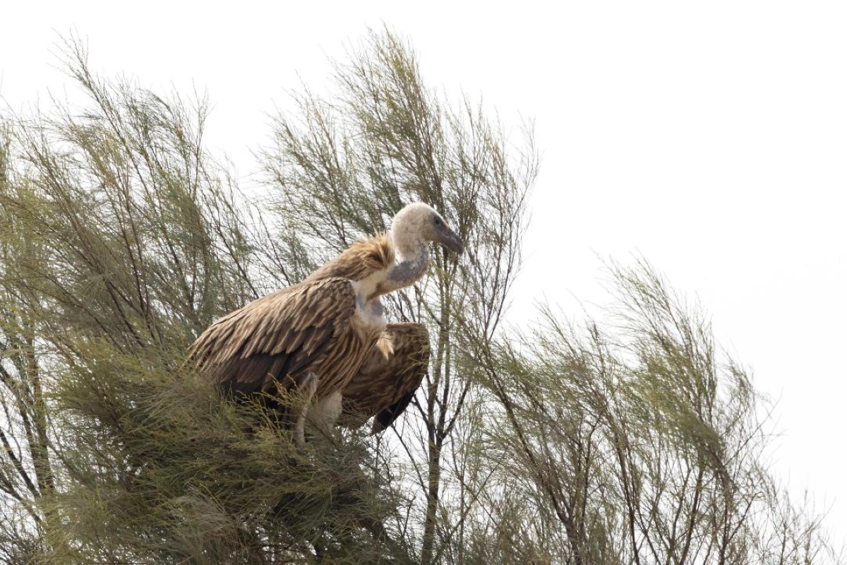 «الهملايا» في محمية الجهراء