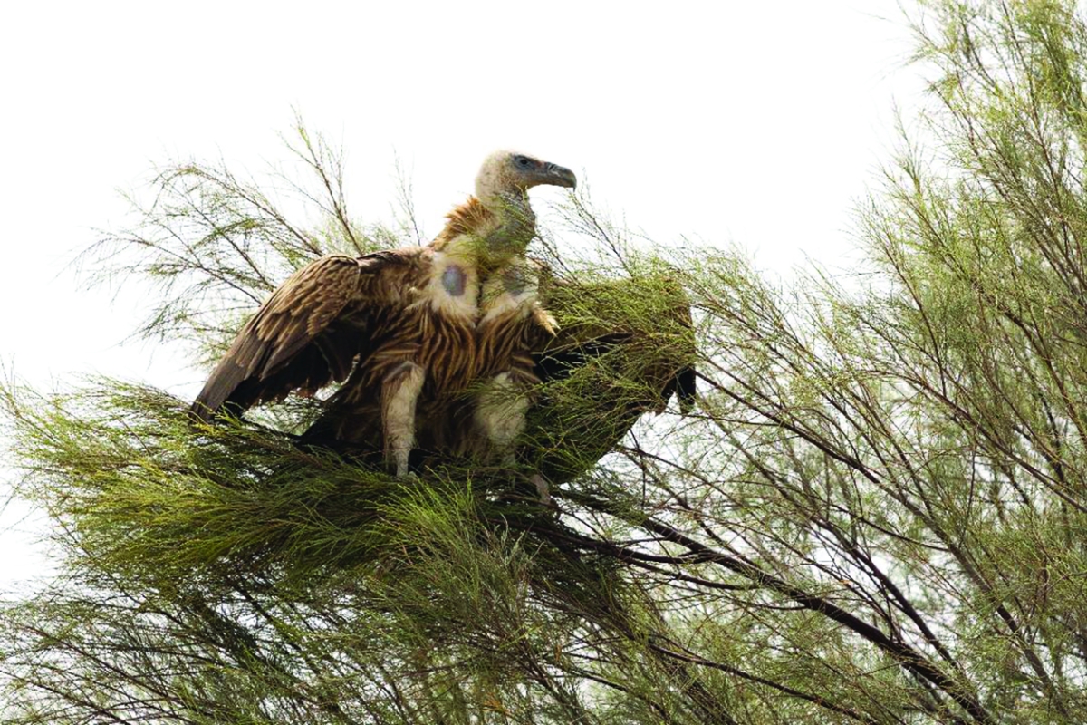 


مهدد بالانقراض ويتغذى على الجيف 