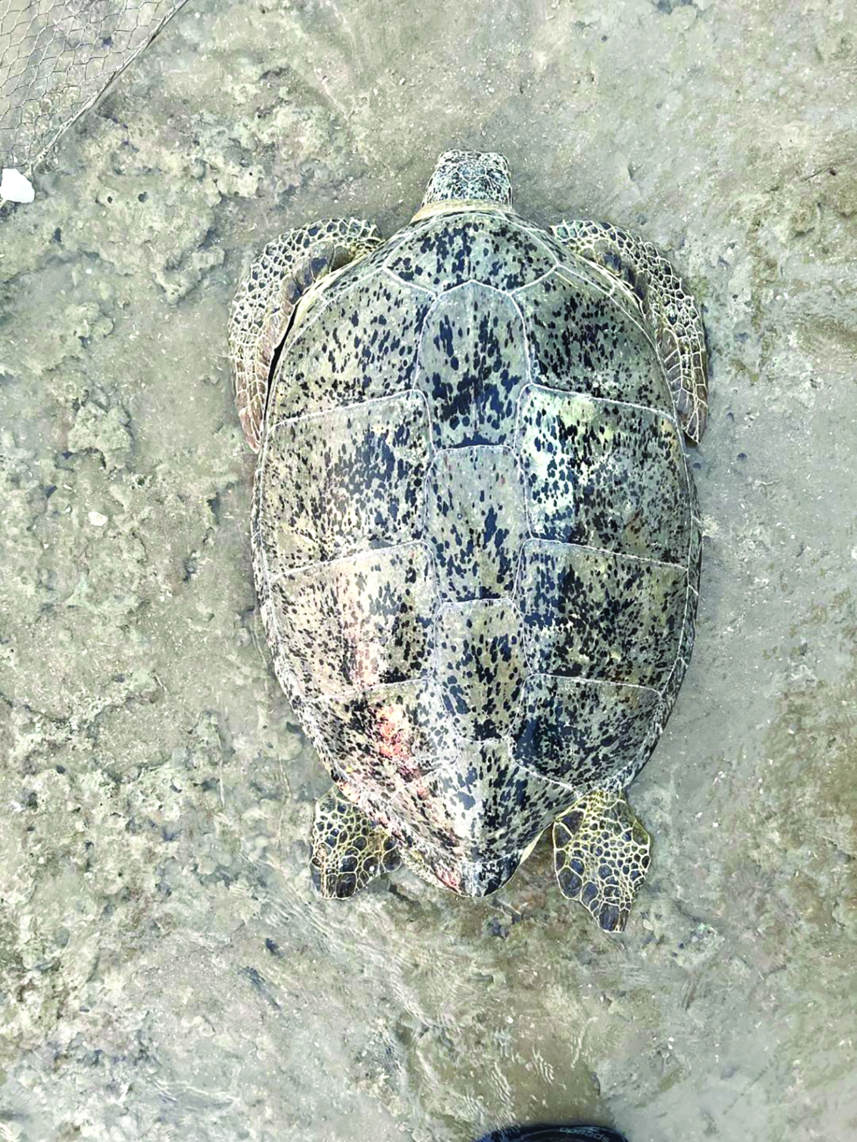 


قانون حماية البيئة يحظر بيع السلاحف البحرية 