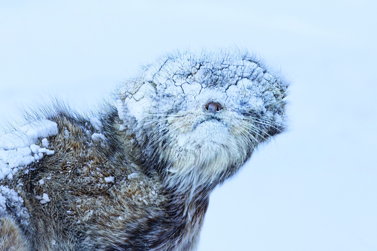 


«بلا عيون» الفائزة في مسابقة «Big picture» 