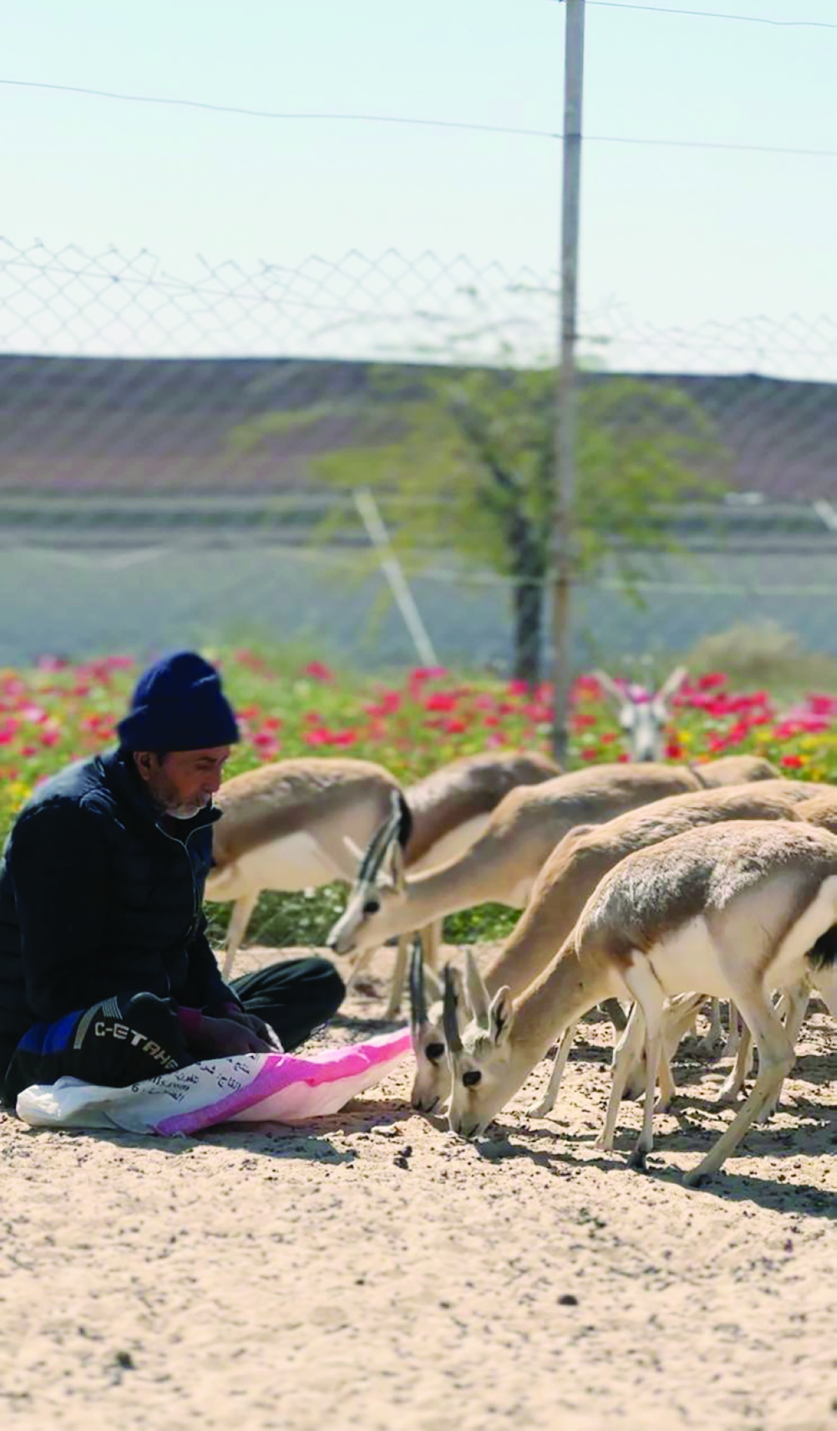 


الغزلان وراعيها…حب وشغف 
