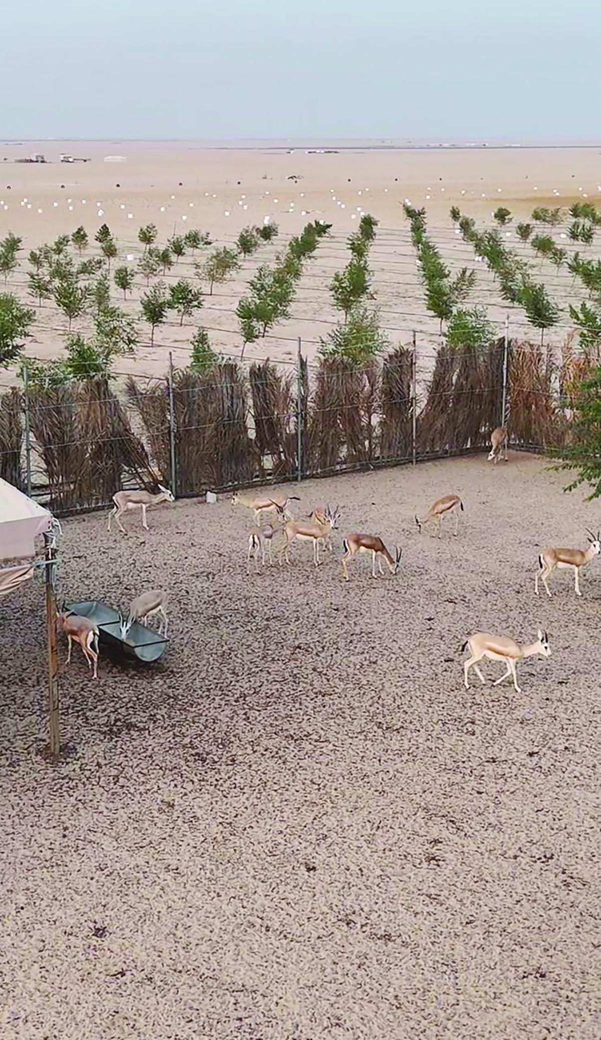 


الغزلان وأشجار السدر في منظر خلاب 