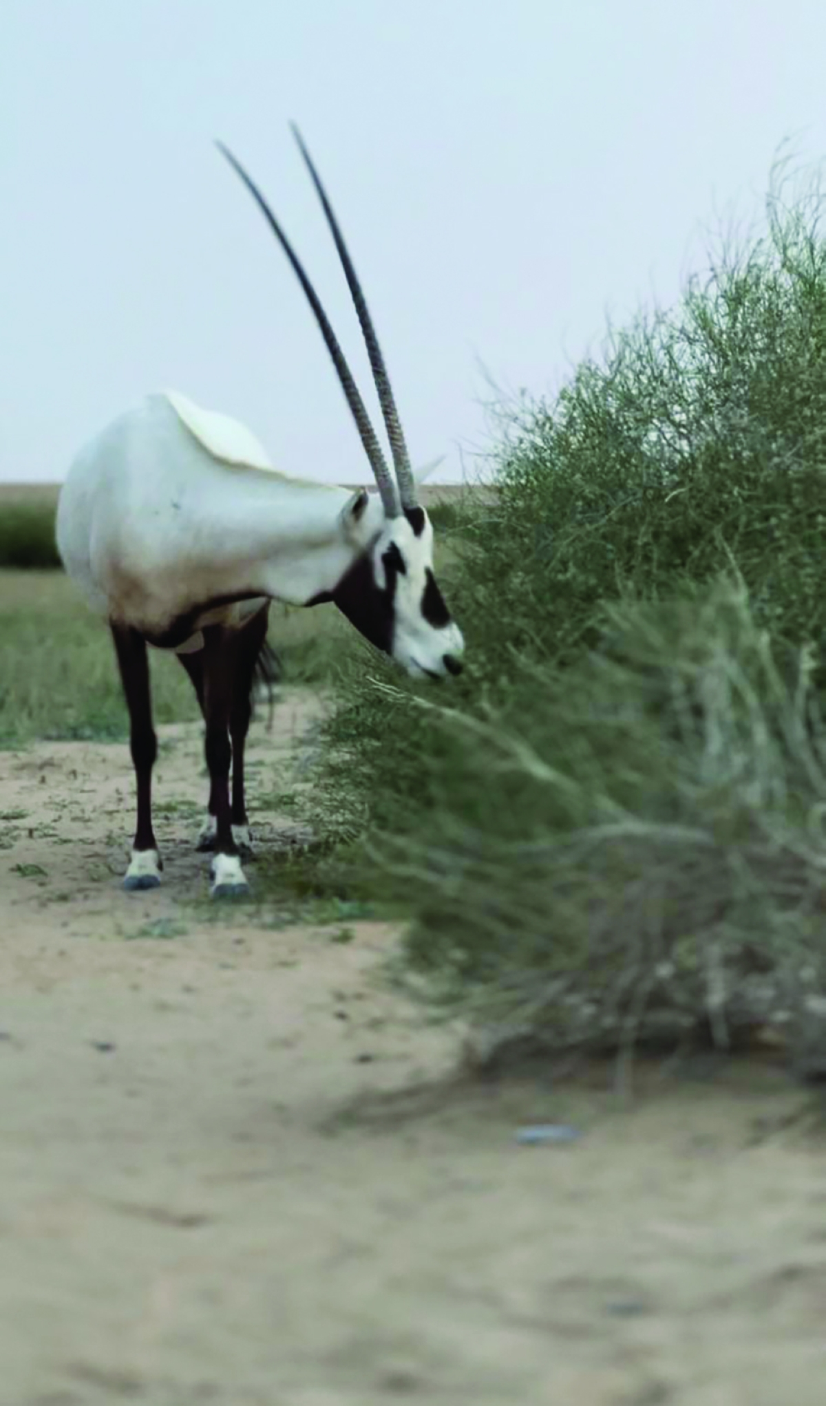 


تناول الطعام في هدوء الطبيعة 