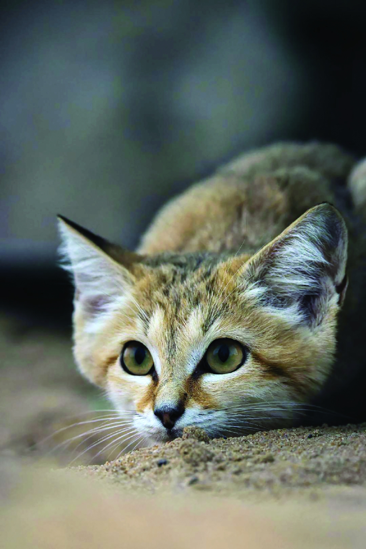 راحة واستجمام