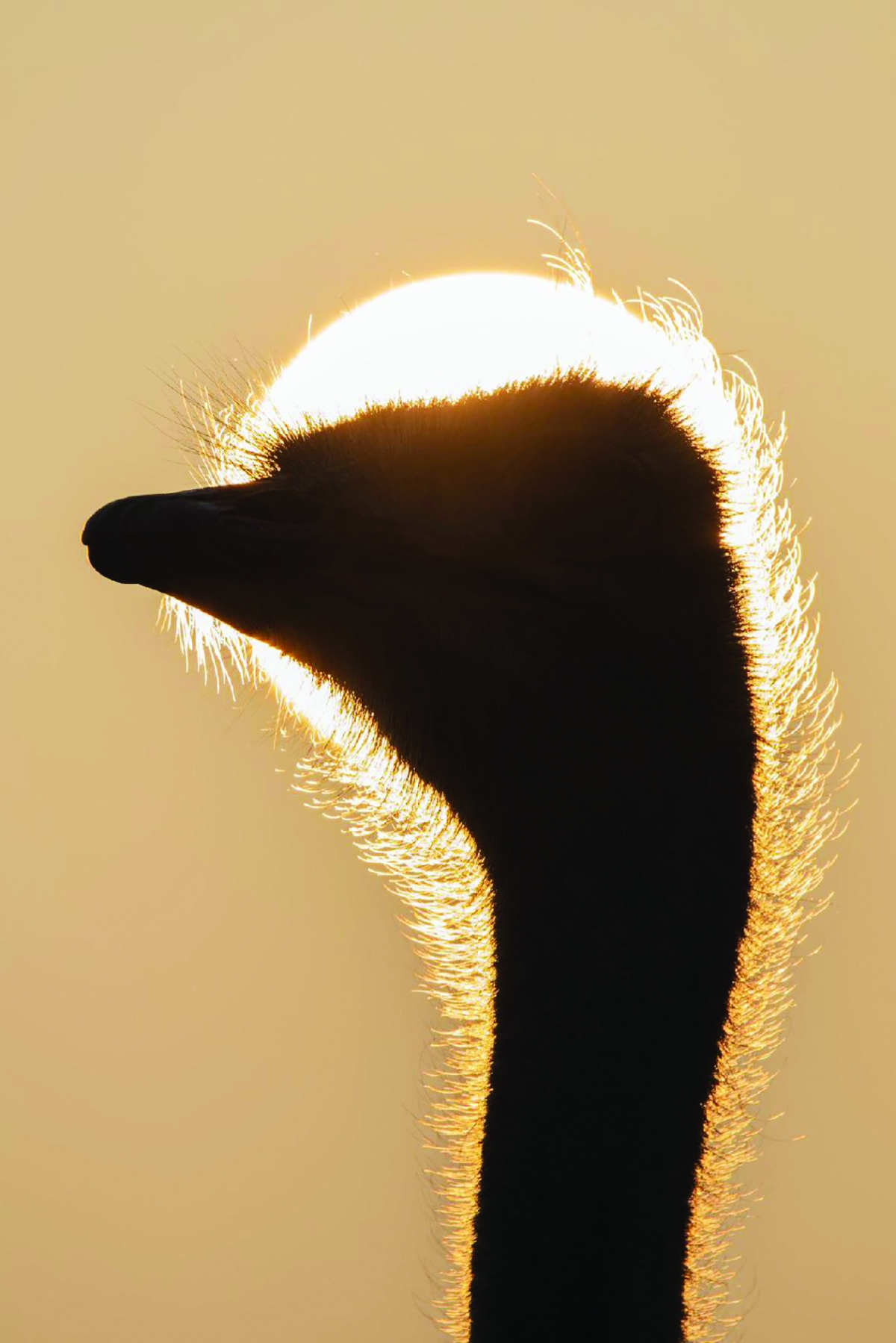 النعام يزين تلك المنظومة البيئية المتكاملة