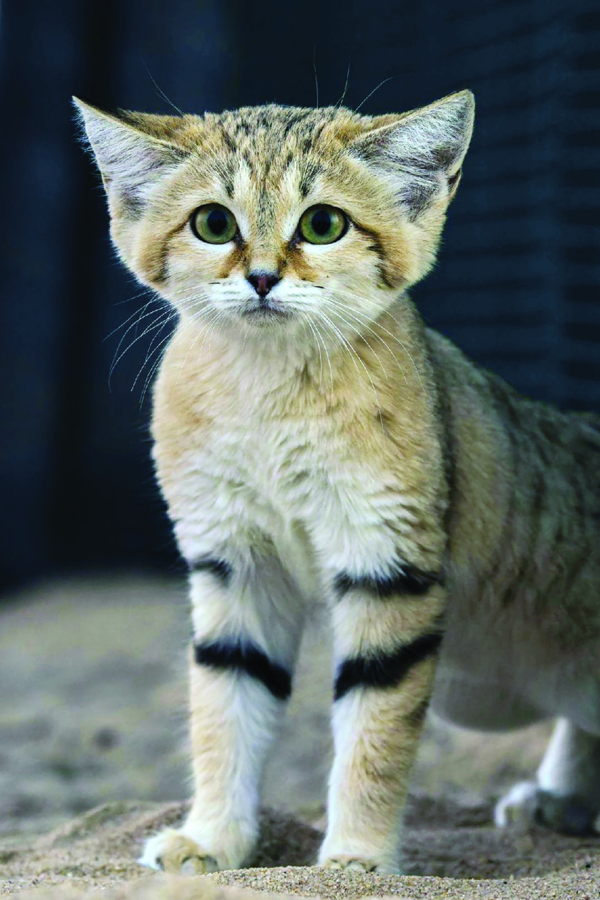 نظرة حادة من الهر البري النادر