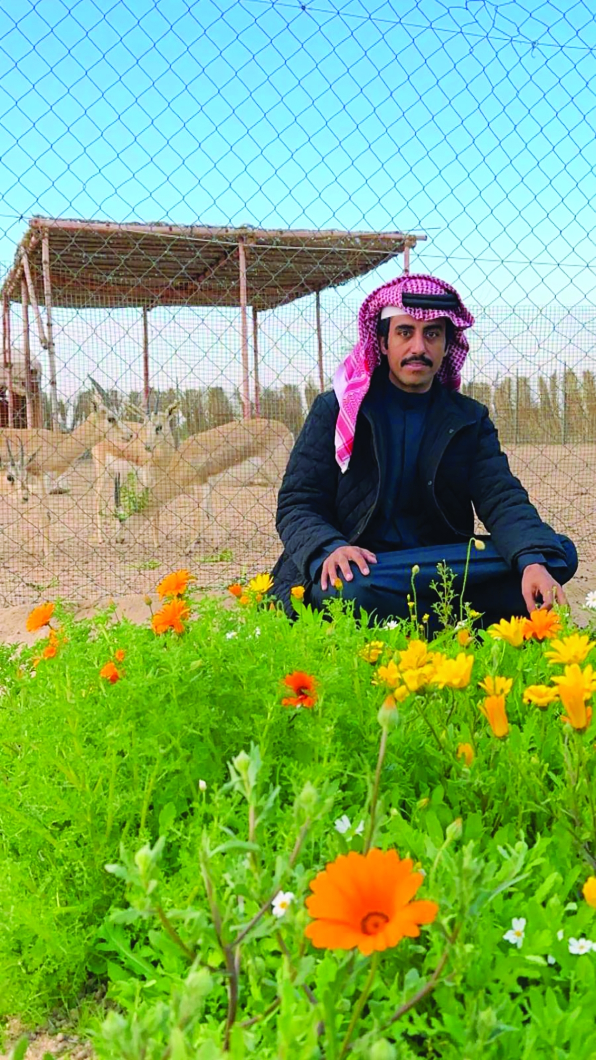 العجمي وغزلانه