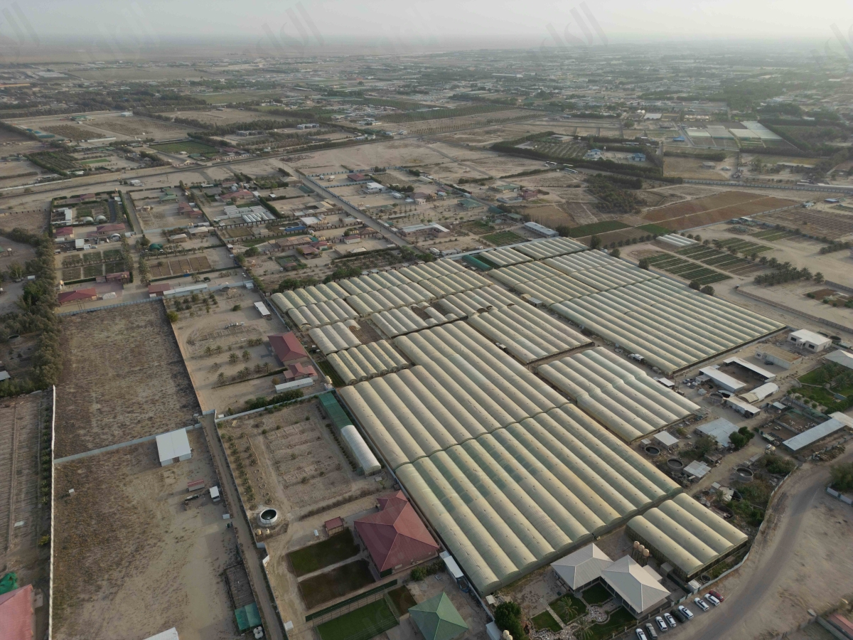 (تصوير أسعد عبد الله) 