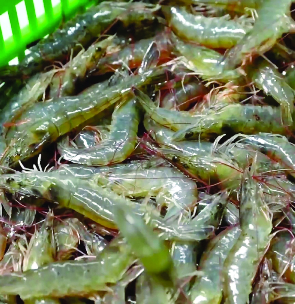 


روبيان معهد الأبحاث 