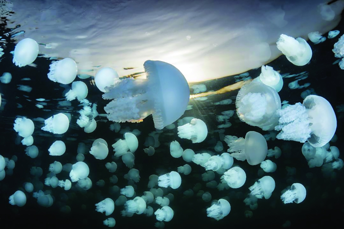 


أسراب قناديل البحر إشاعة التواجد في الخليج العربي 