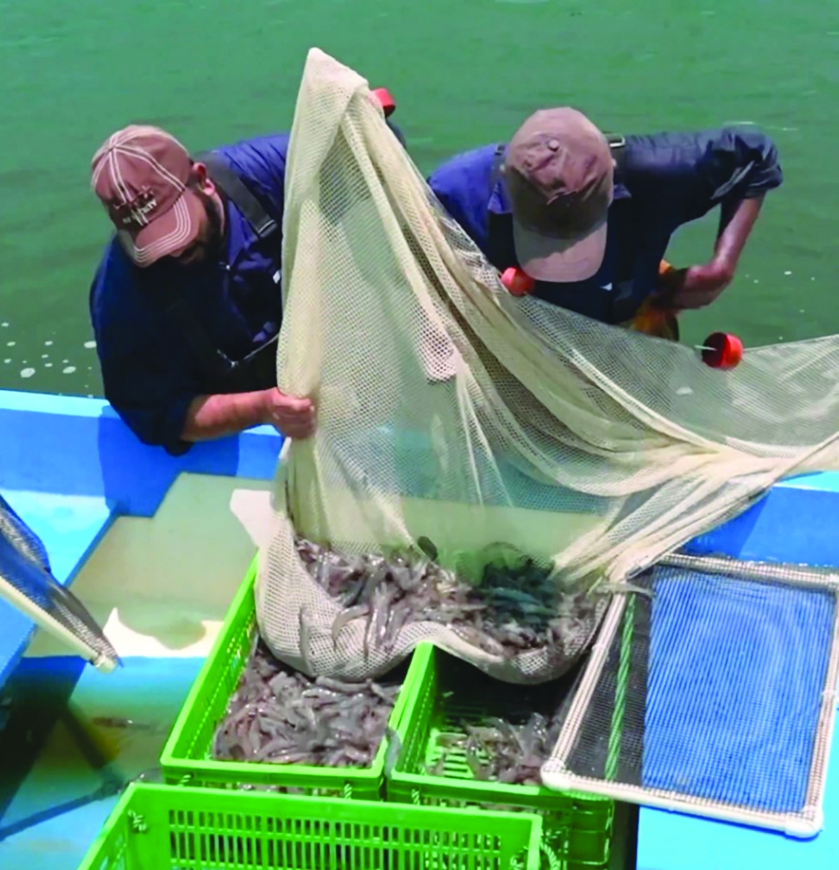  تطوير تقنية التكتل الحيوي  