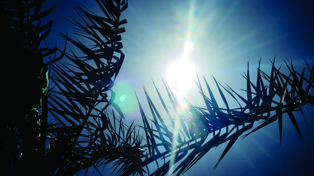 الشمس أنارت 99 في المئة من الكرة الأرضية 	(تصوير أسعد عبدالله)