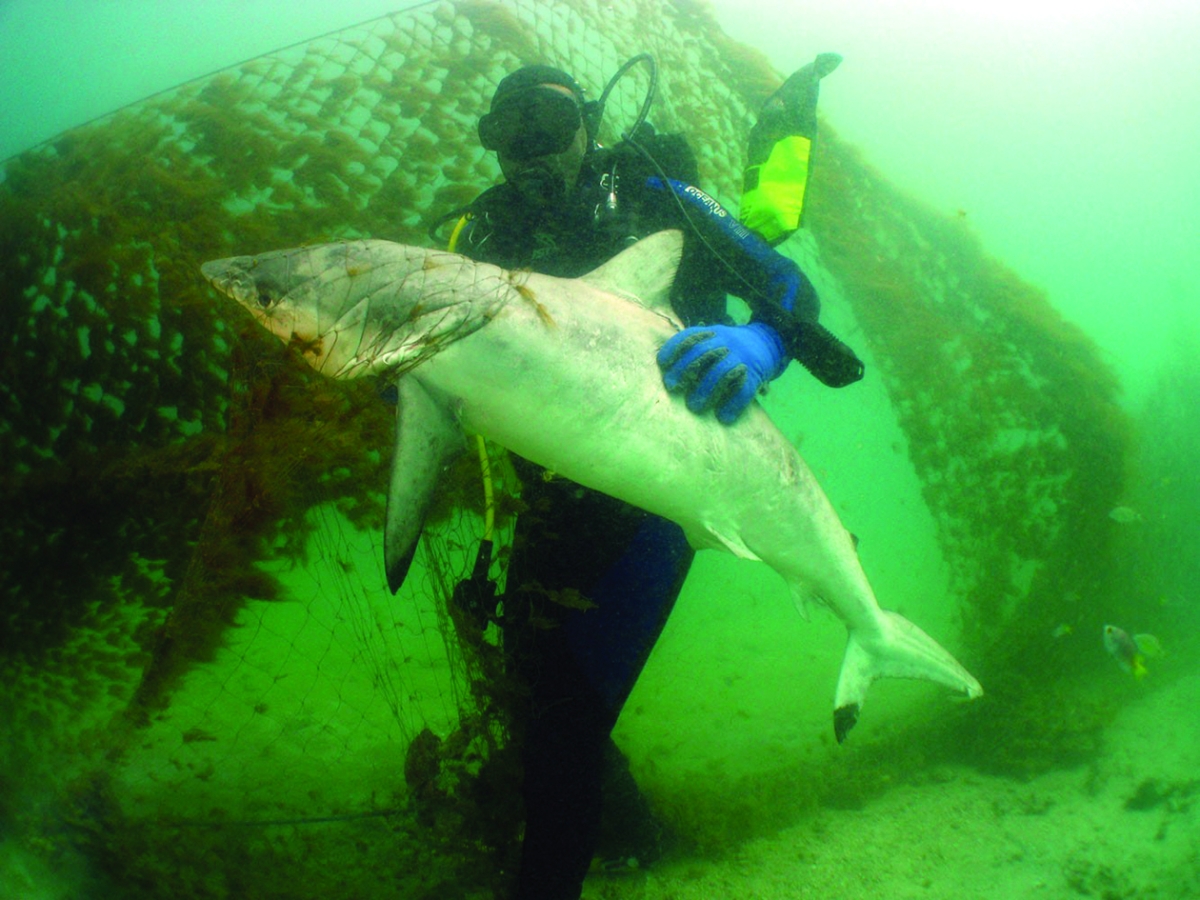 


القرش في بحر الكويت 