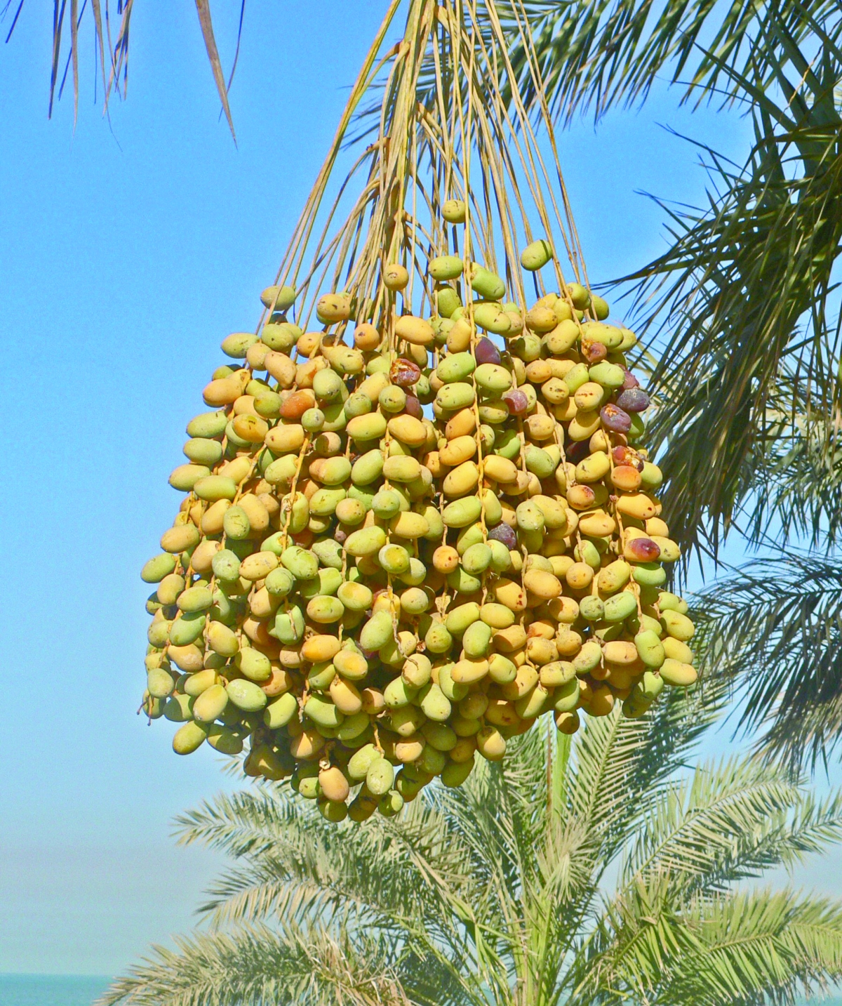 


موسم جمرة القيظ يرتبط بنضوج التمر 