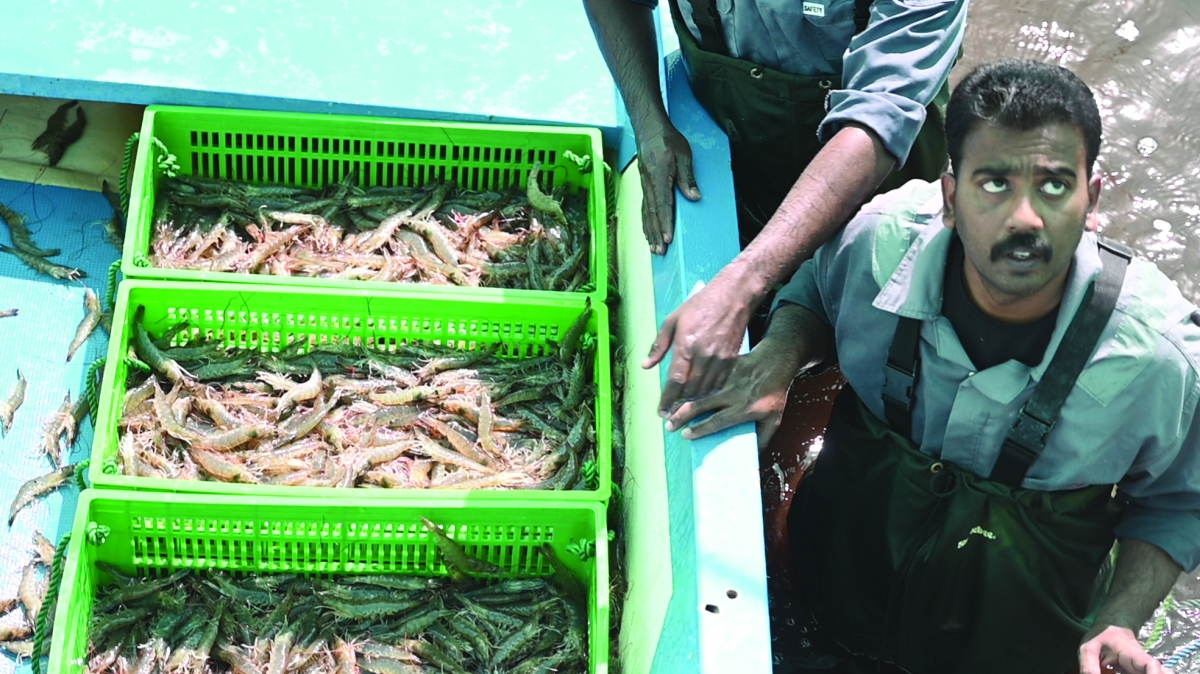 الروبيان المستزرع طازج في السوق