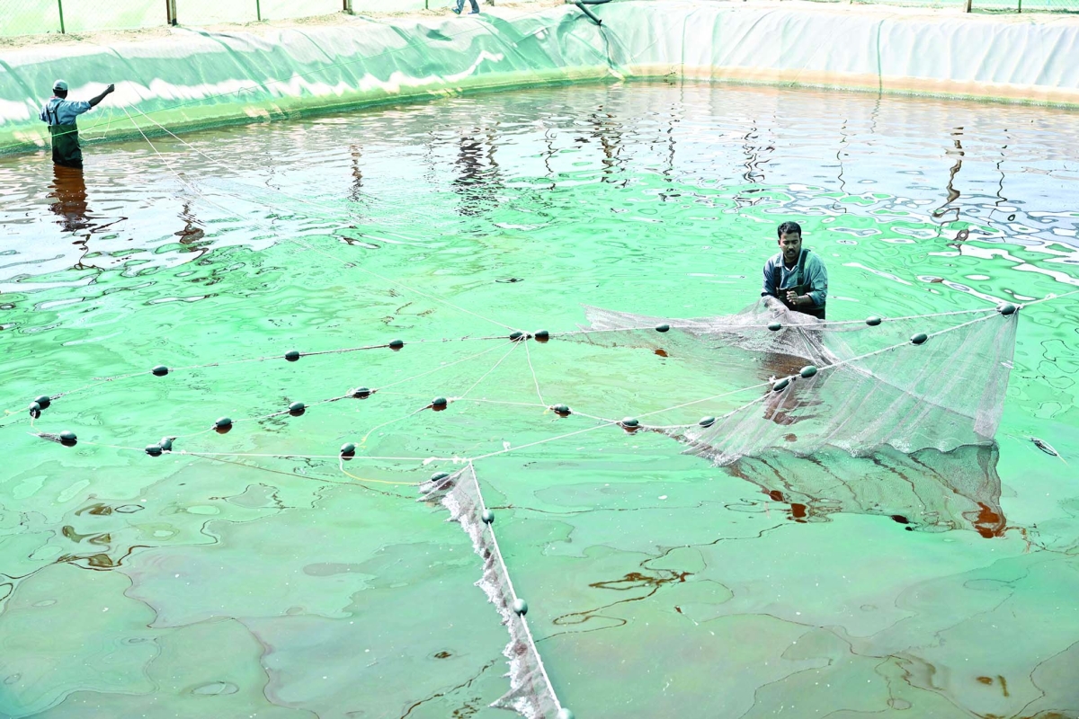 حصاد الروبيان... في محطة كبد 	 (تصوير أسعد عبدالله)