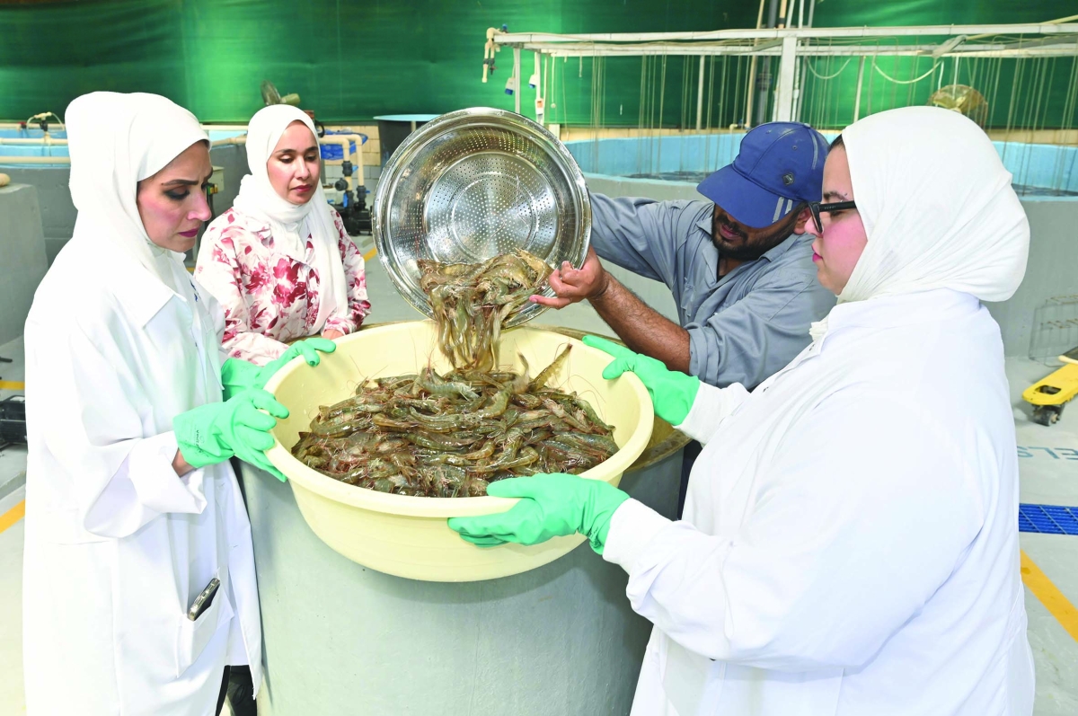 باحثات معهد الكويت... في حصاد الروبيان