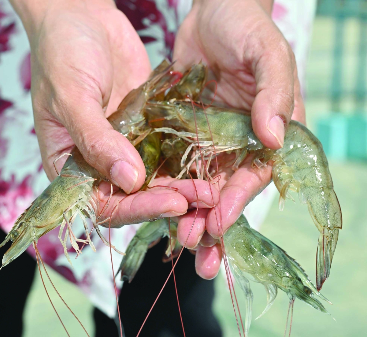 أحجام جيدة للروبيان المستزرع