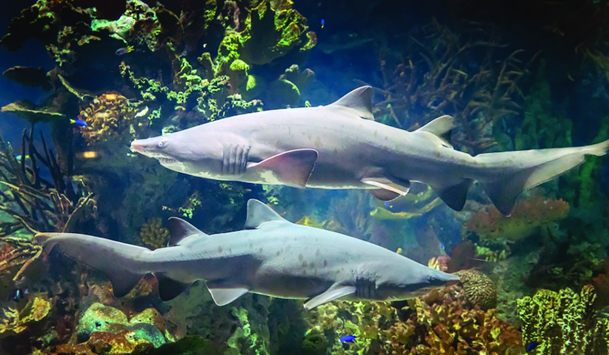 قرش النمر الرملي