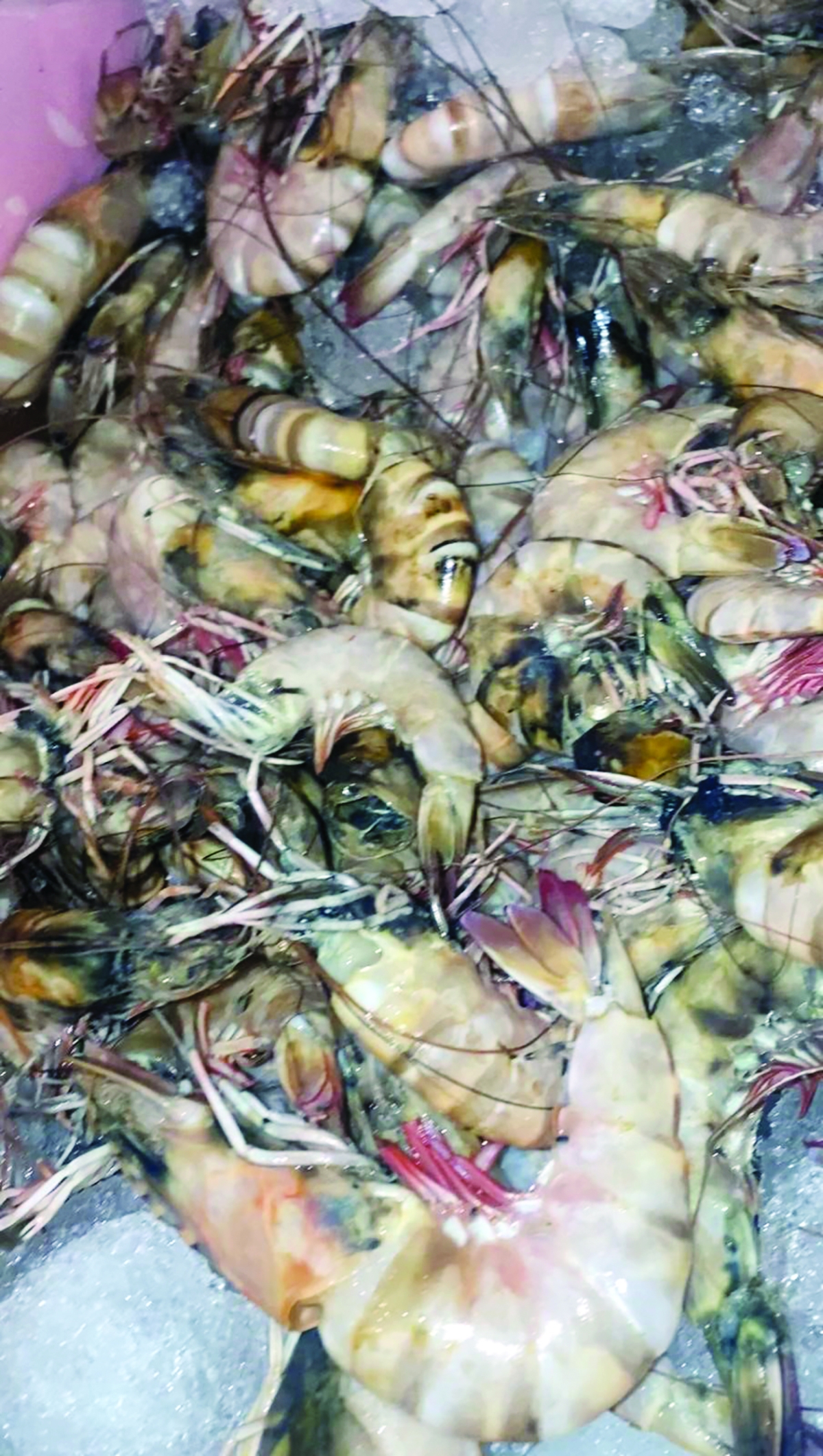 


ربيان غير صالح للاستهلاك 