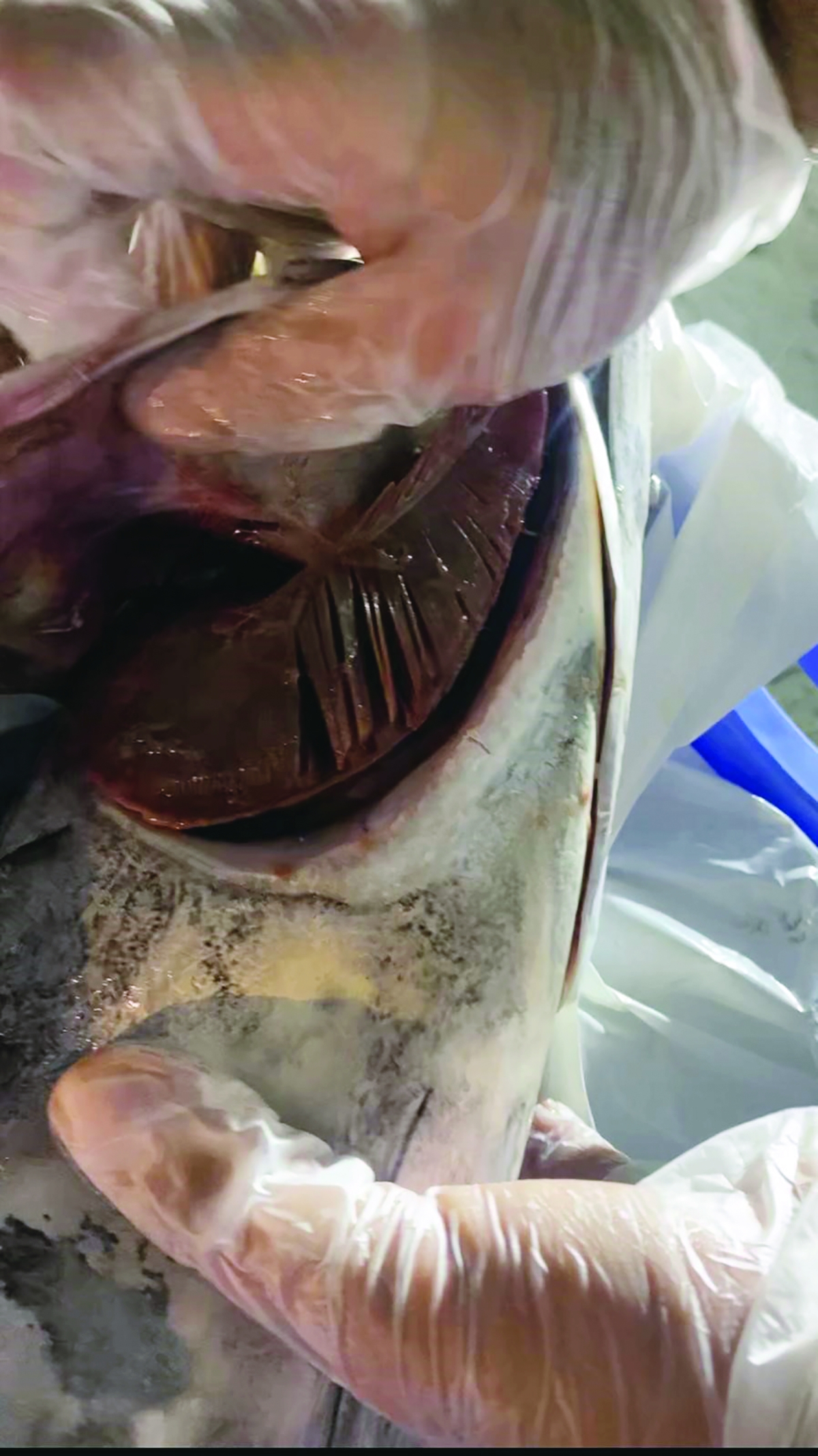 التأكد من عدم صلاحية الأسماك