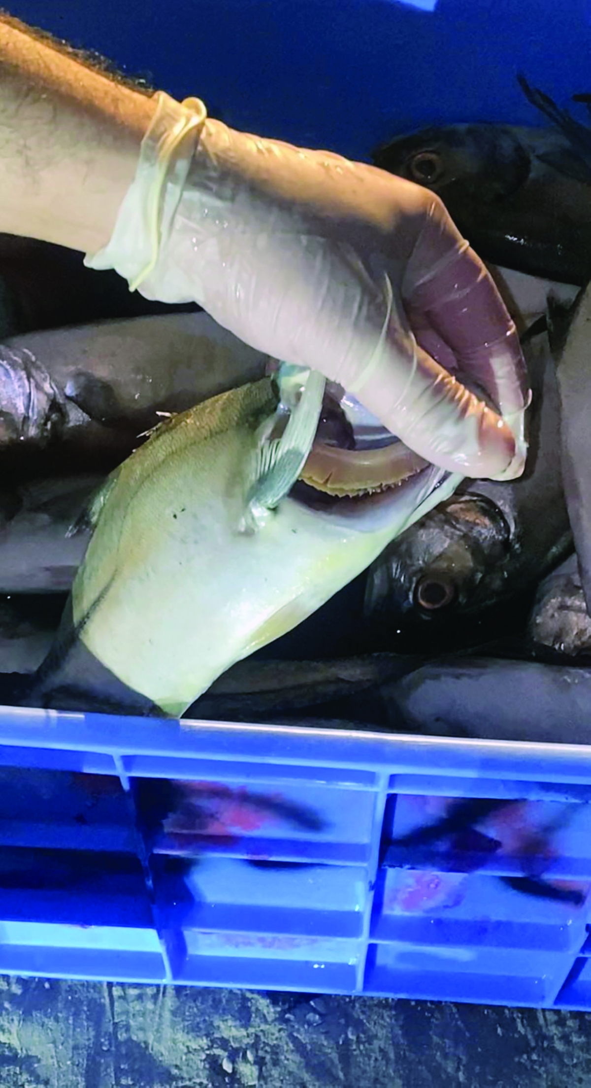 أسماك فاسدة تم إتلافها