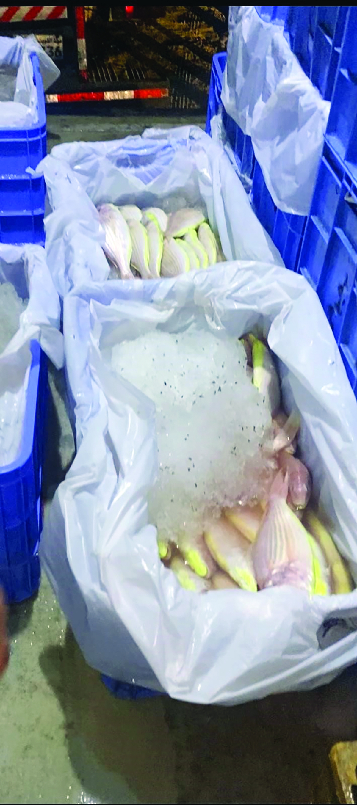 أسماك غير صالحة للاستهلاك الآدمي