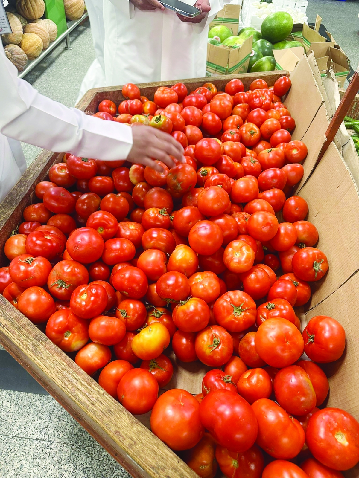  فحص الطماطم والتأكد من جودتها