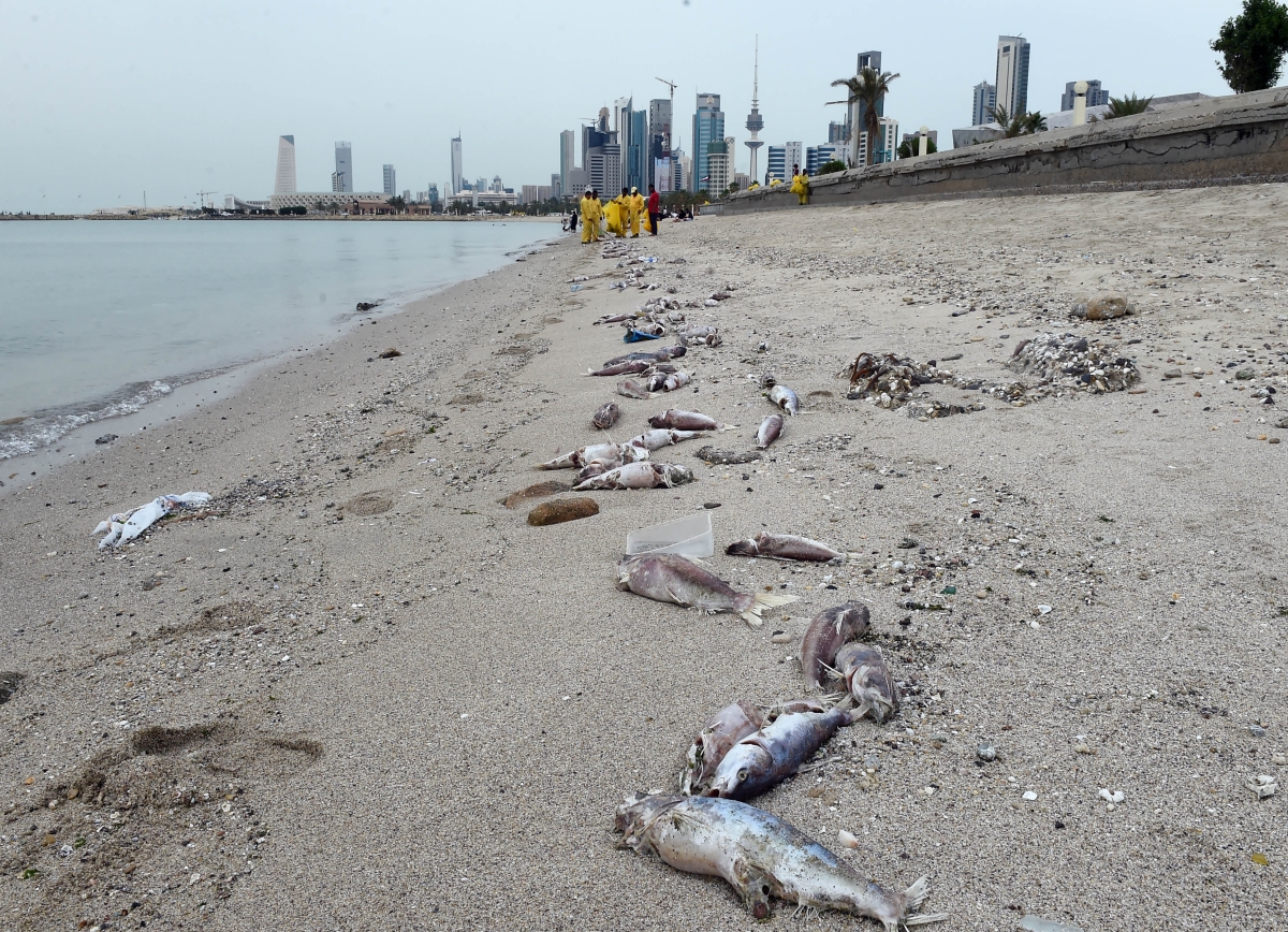 نفوق الأسماك على شواطئ الكويت