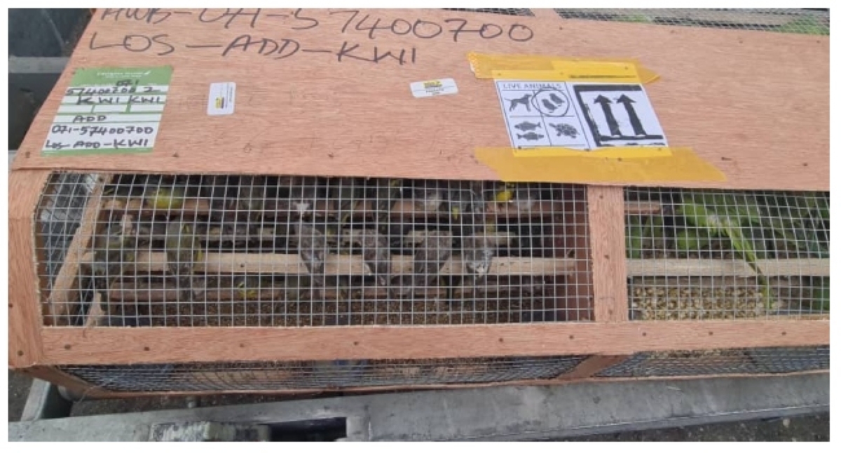 الطيور المصادرة في مطار لاغوس 