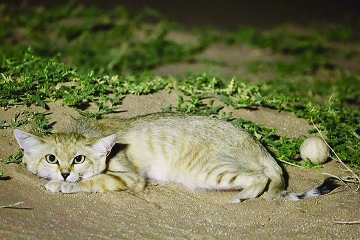 


الهر الرملي بعدسة طلال المويزري 