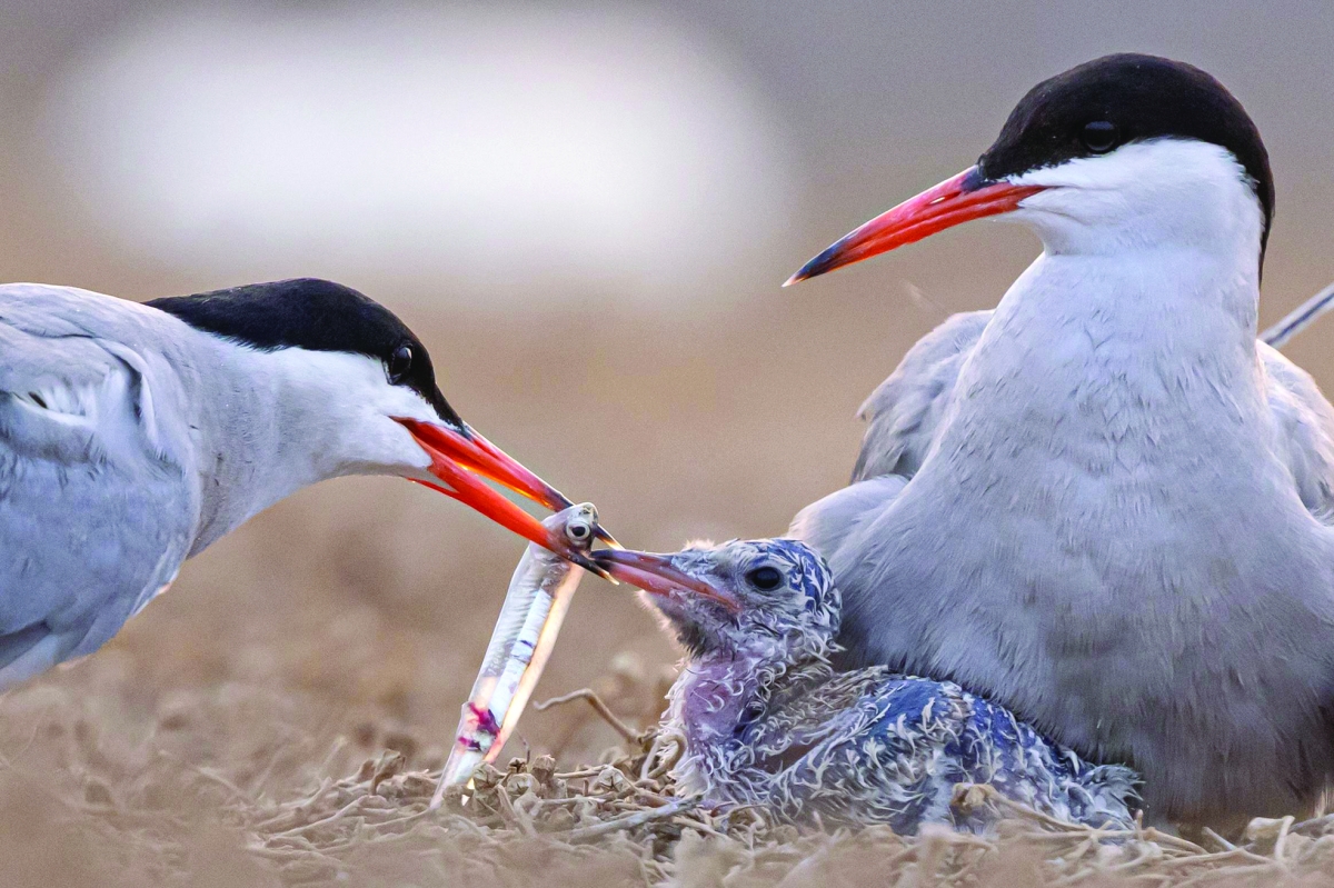 


طيور الخرشنة 