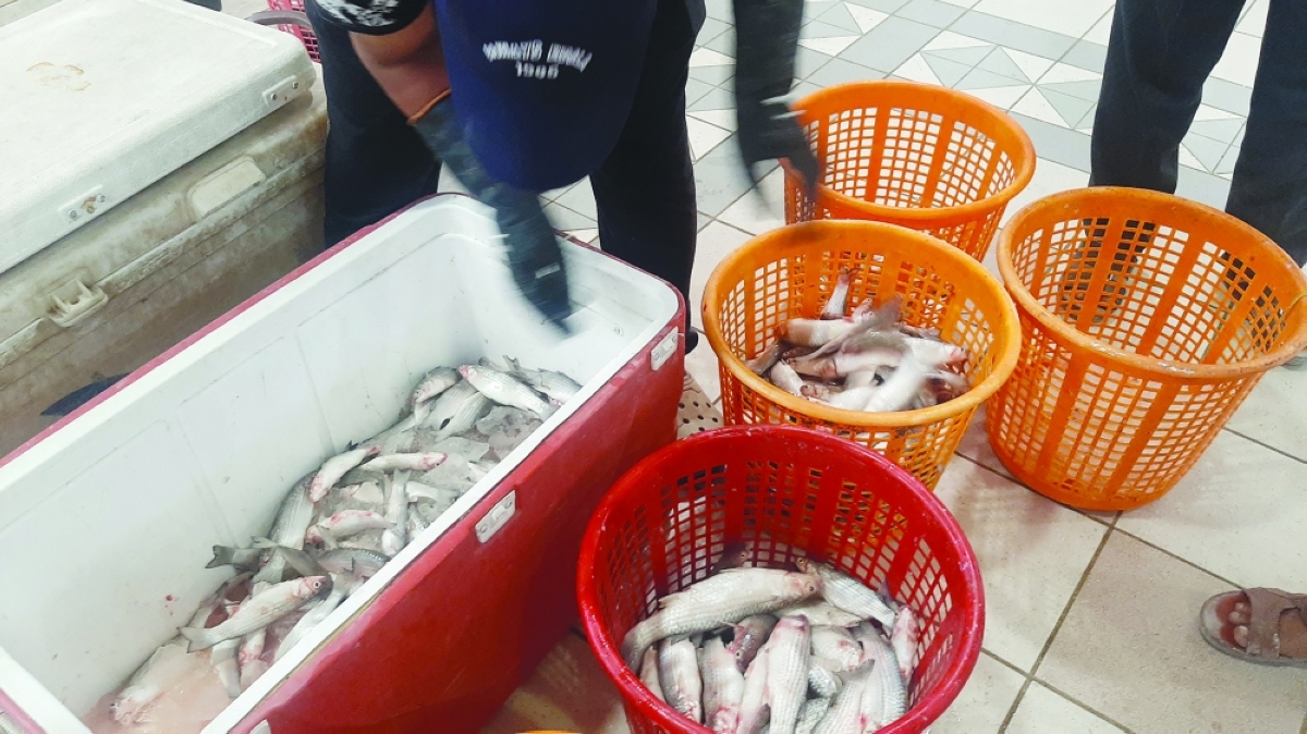 هل ينزل الميد المزروع إلى السوق على غرار الربيان؟ 