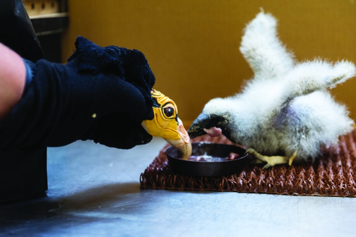 النسر الصغير يتفاعل مع الدمية