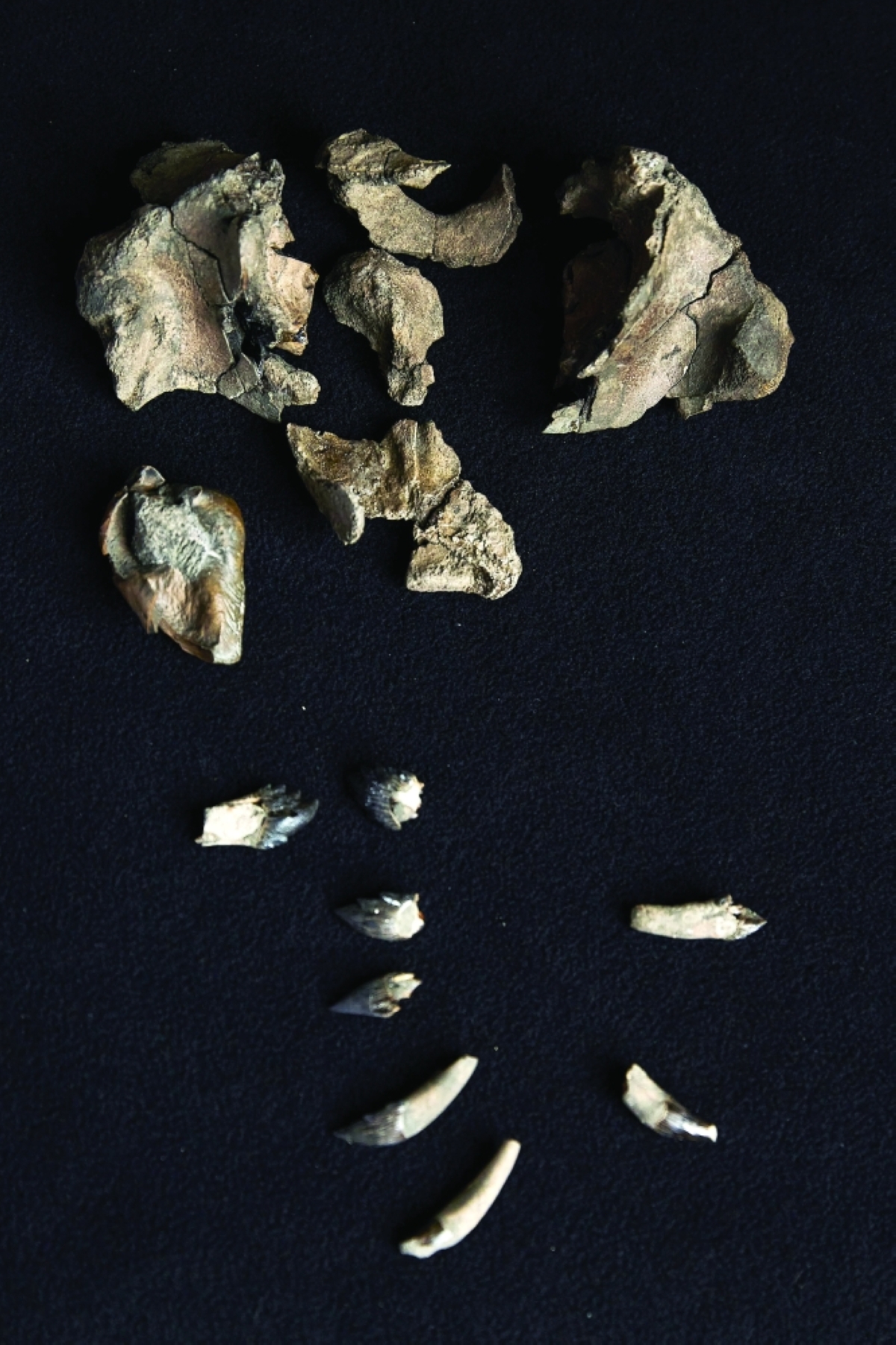 جمجمة وأسنان جزئية للحوت في متاحف فيكتوريا بملبورن 