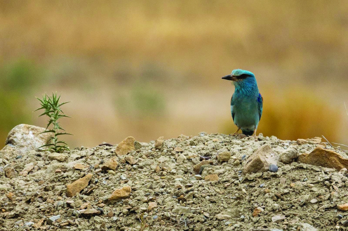 من طيور مدينة دزفول