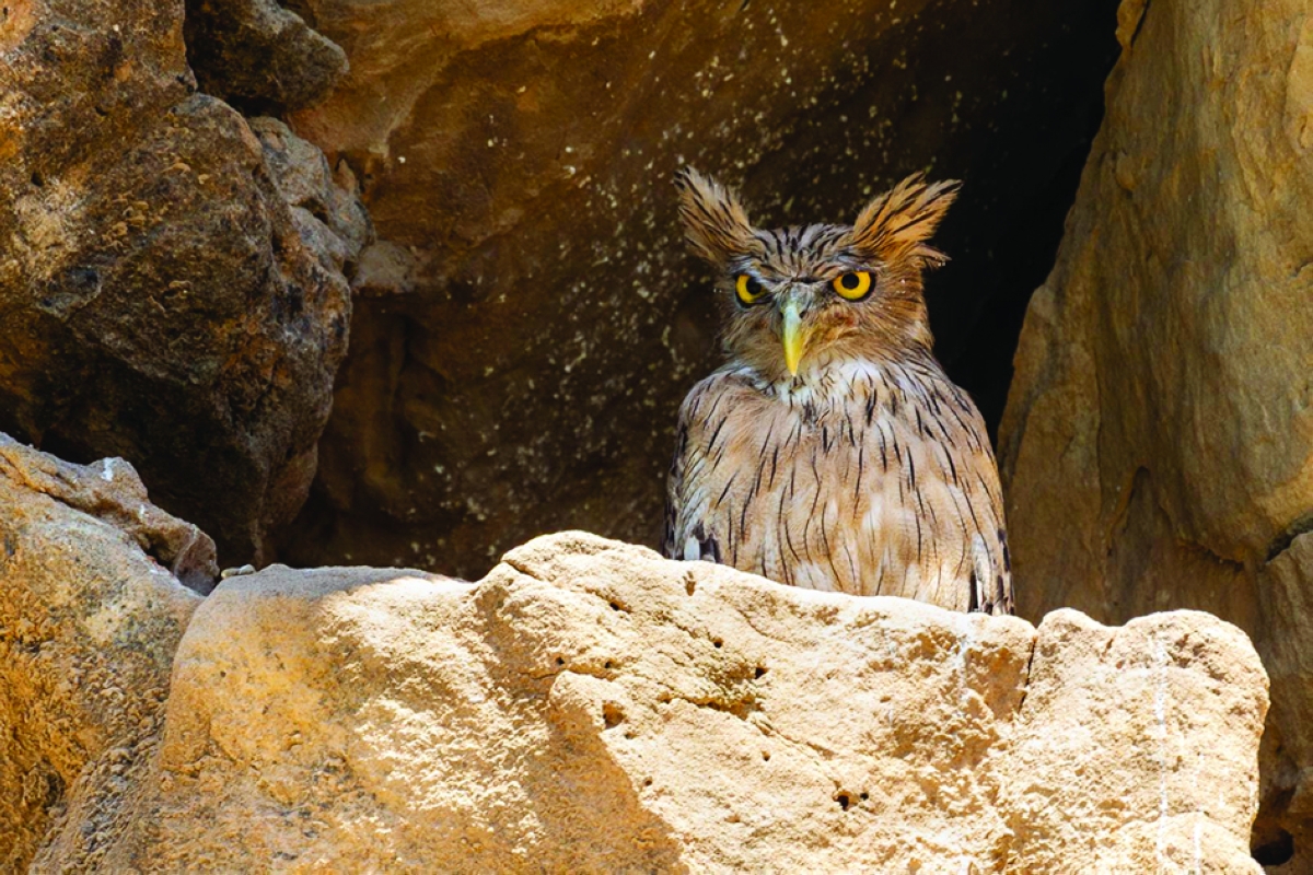 بومة بين الصخور