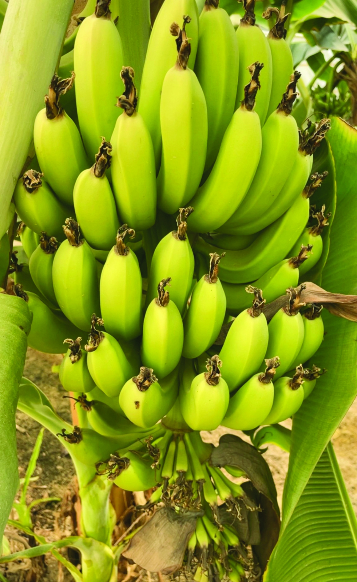 


الموز في مزرعة العازمي 