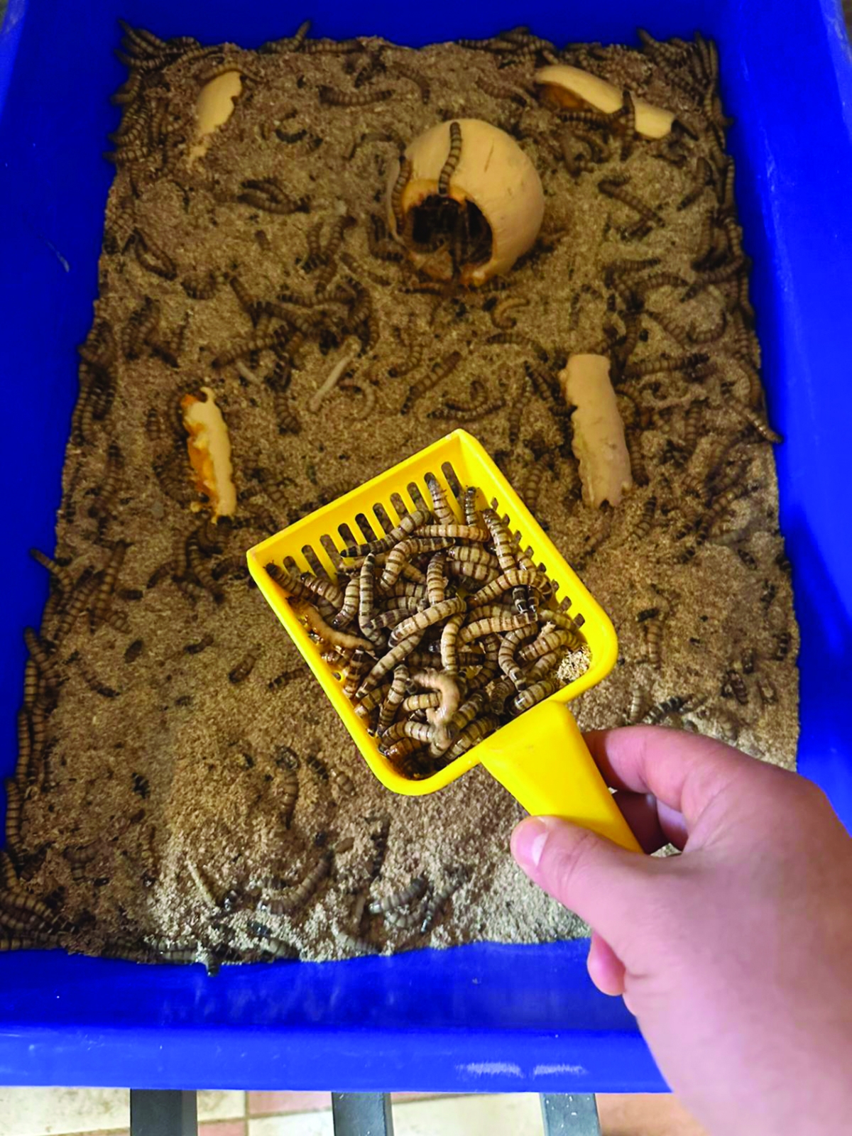 «القبابي» تُربّى في حاويات بلاستيكية