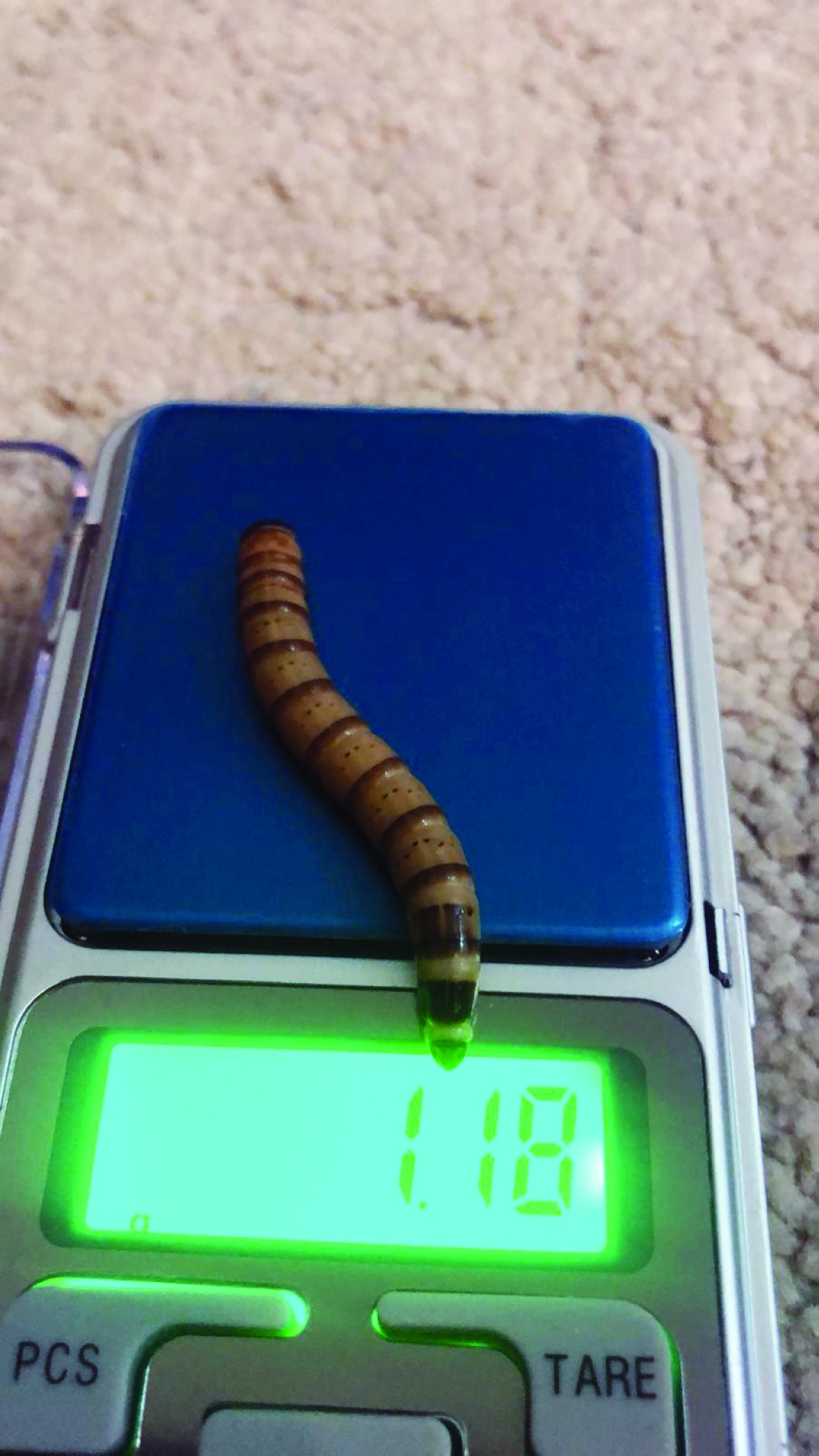 


«العتل» يباع بالحبة أو بالغرام 