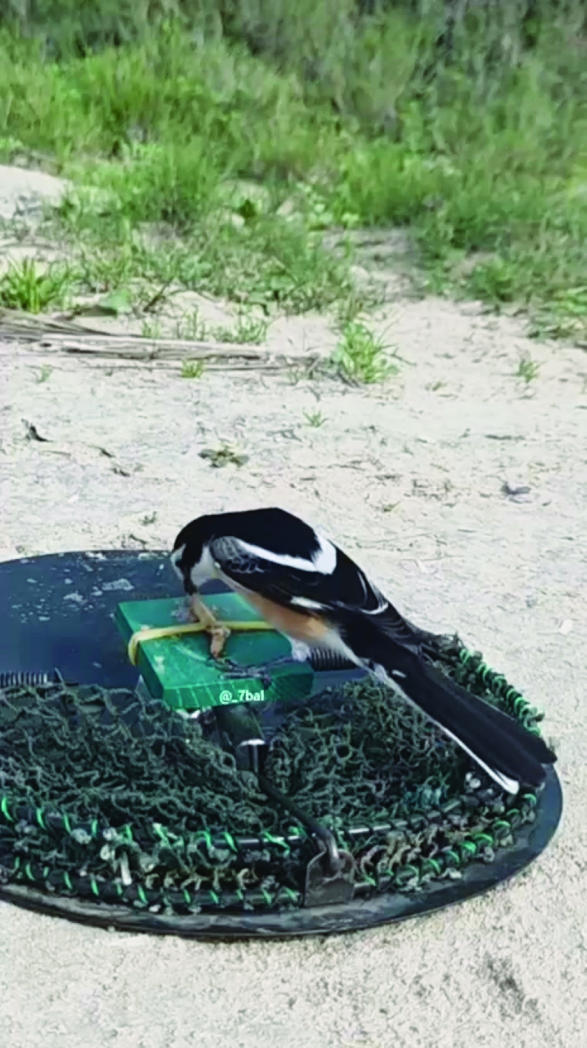 


طير جذبه «العتل» على الفخ 