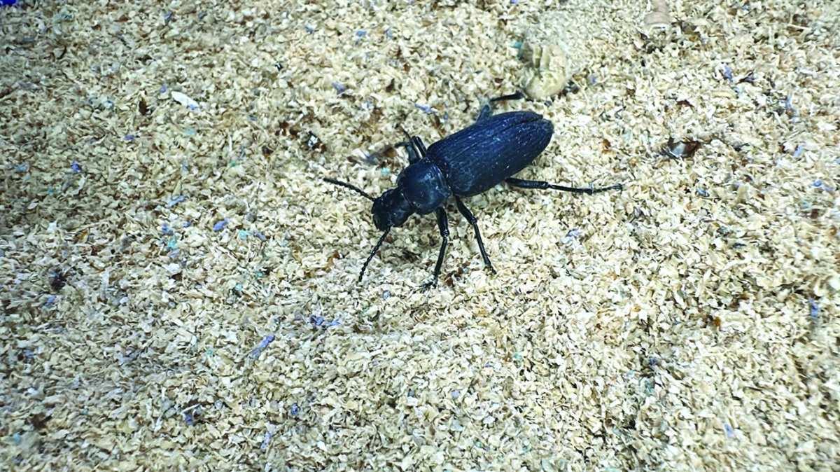 


الخنفساء... مصدر «القبابي» 