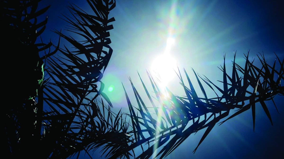 صورة أرشيفية لشمس الظهيرة (تصوير أسعد عبدالله)