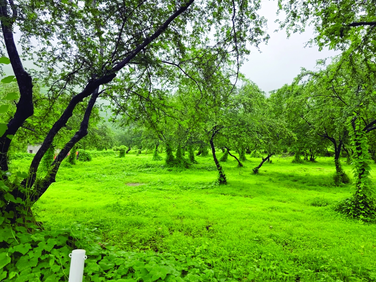 


الطبيعة الخضراء 