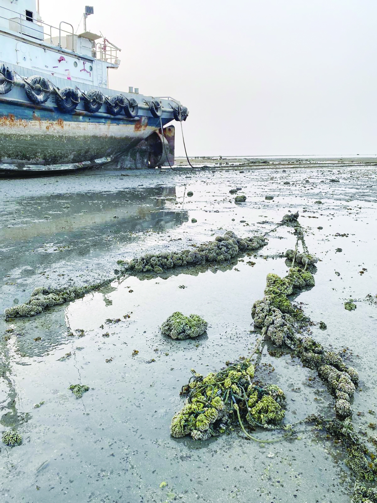 


نداءات لتكثيف حملات التوعية لإنقاذ البيئة البحرية 